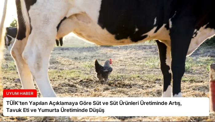 TÜİK’ten Yapılan Açıklamaya Göre Süt ve Süt Ürünleri Üretiminde Artış, Tavuk Eti ve Yumurta Üretiminde Düşüş