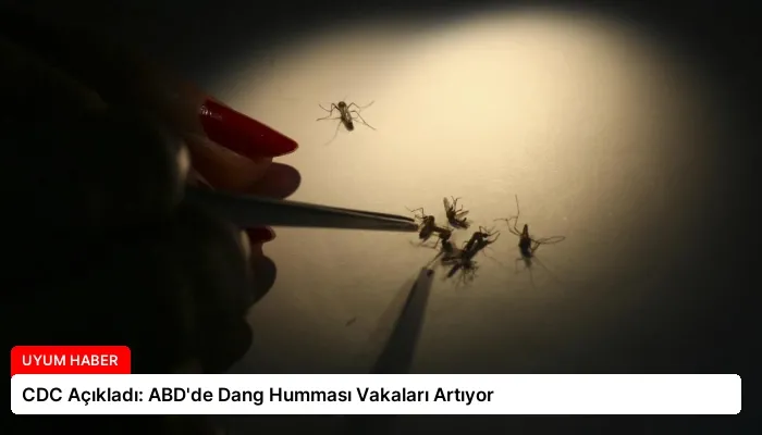 CDC Açıkladı: ABD’de Dang Humması Vakaları Artıyor