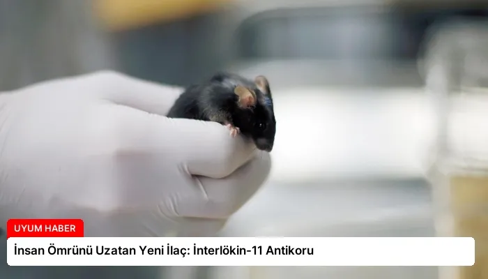 İnsan Ömrünü Uzatan Yeni İlaç: İnterlökin-11 Antikoru