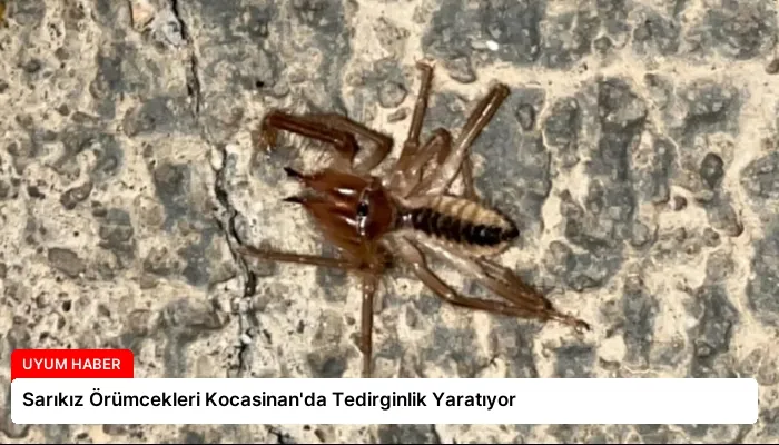 Sarıkız Örümcekleri Kocasinan’da Tedirginlik Yaratıyor