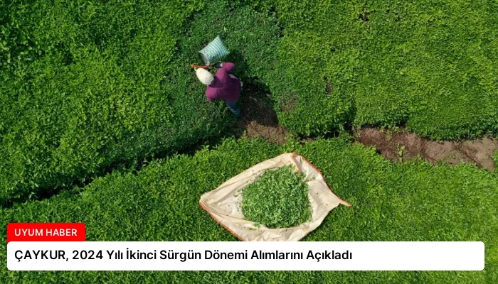 ÇAYKUR, 2024 Yılı İkinci Sürgün Dönemi Alımlarını Açıkladı