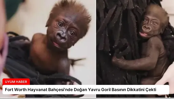Fort Worth Hayvanat Bahçesi’nde Doğan Yavru Goril Basının Dikkatini Çekti