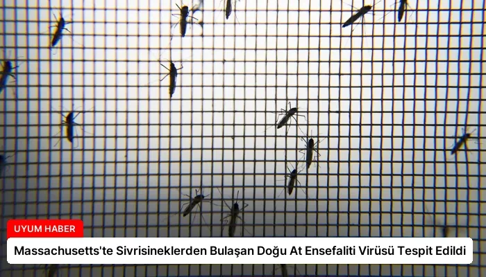Massachusetts’te Sivrisineklerden Bulaşan Doğu At Ensefaliti Virüsü Tespit Edildi