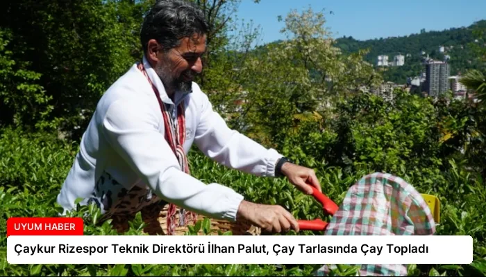 Çaykur Rizespor Teknik Direktörü İlhan Palut, Çay Tarlasında Çay Topladı