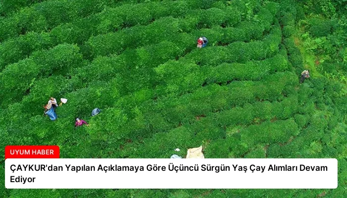ÇAYKUR’dan Yapılan Açıklamaya Göre Üçüncü Sürgün Yaş Çay Alımları Devam Ediyor