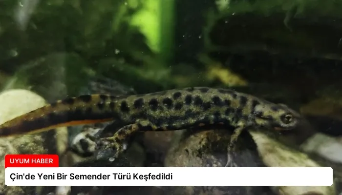 Çin’de Yeni Bir Semender Türü Keşfedildi