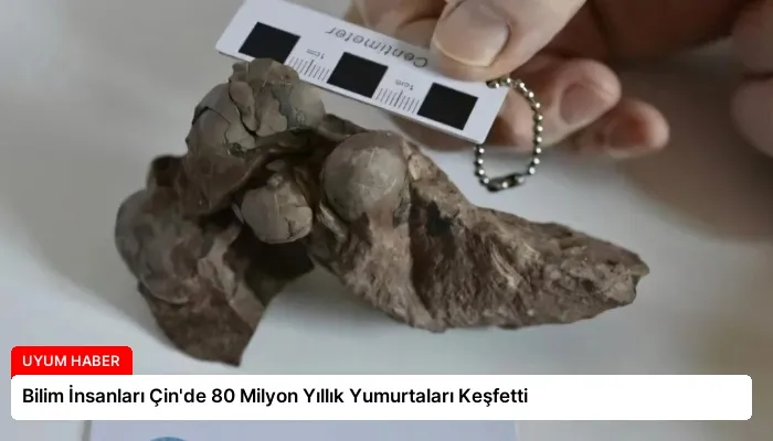 Bilim İnsanları Çin’de 80 Milyon Yıllık Yumurtaları Keşfetti