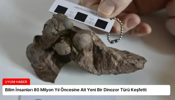 Bilim İnsanları 80 Milyon Yıl Öncesine Ait Yeni Bir Dinozor Türü Keşfetti