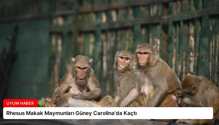 Rhesus Makak Maymunları Güney Carolina’da Kaçtı