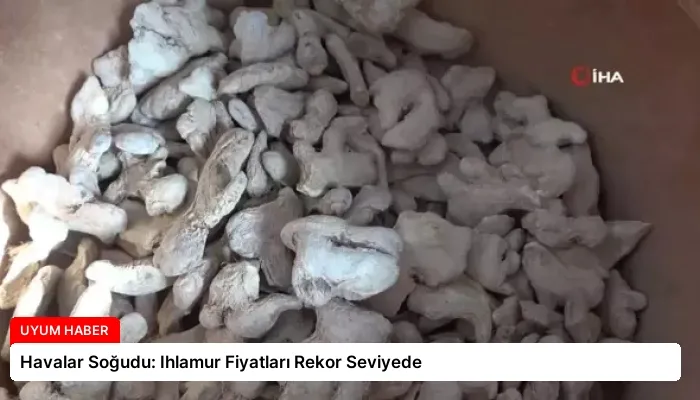 Havalar Soğudu: Ihlamur Fiyatları Rekor Seviyede
