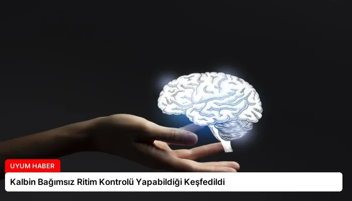 Kalbin Bağımsız Ritim Kontrolü Yapabildiği Keşfedildi