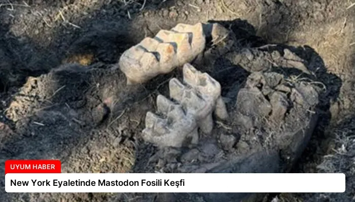 New York Eyaletinde Mastodon Fosili Keşfi