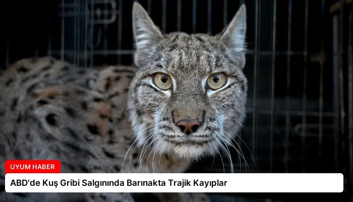 ABD’de Kuş Gribi Salgınında Barınakta Trajik Kayıplar