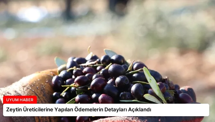 Zeytin Üreticilerine Yapılan Ödemelerin Detayları Açıklandı