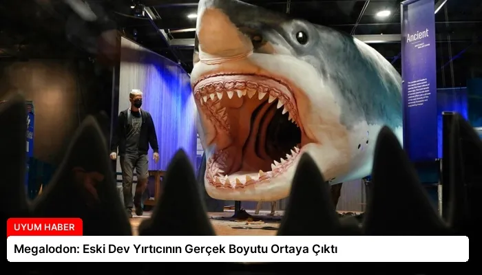 Megalodon: Eski Dev Yırtıcının Gerçek Boyutu Ortaya Çıktı