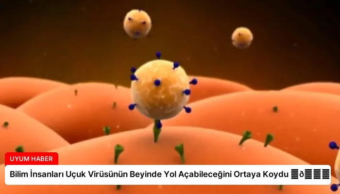 Bilim İnsanları Uçuk Virüsünün Beyinde Yol Açabileceğini Ortaya Koydu ⏬👇
