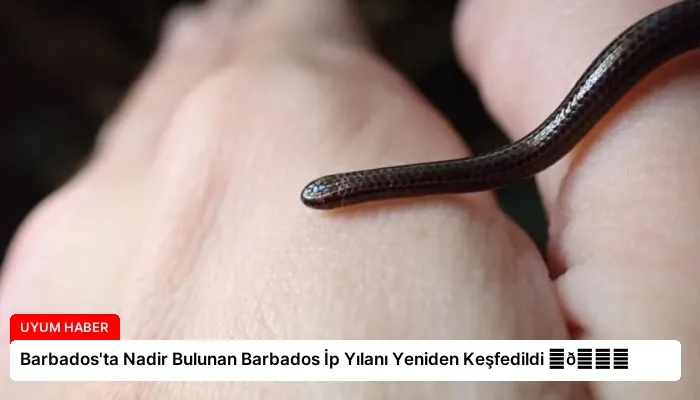 Barbados’ta Nadir Bulunan Barbados İp Yılanı Yeniden Keşfedildi ⏬👇