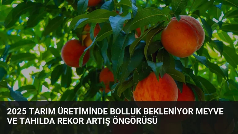 2025 Tarım Üretiminde Bolluk Bekleniyor Meyve Ve Tahılda Rekor Artış Öngörüsü