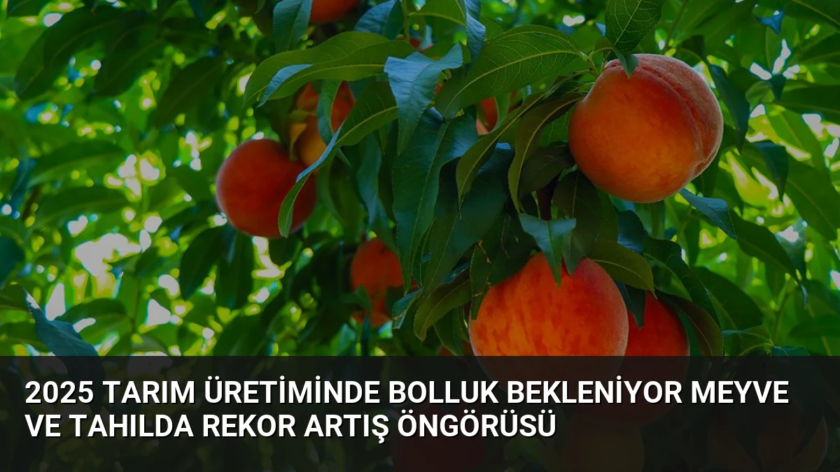 2025 Tarım Üretiminde Bolluk Bekleniyor Meyve Ve Tahılda Rekor Artış Öngörüsü