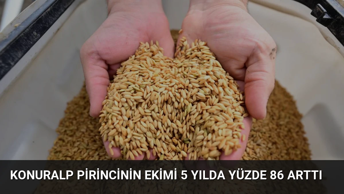 Konuralp Pirincinin Ekimi 5 Yılda Yüzde 86 Arttı