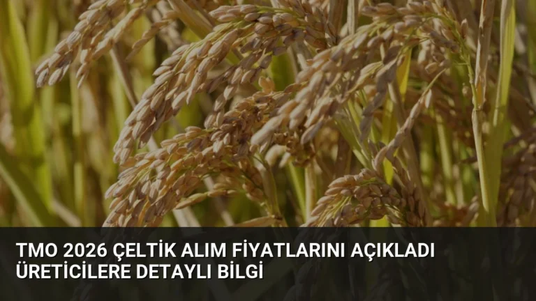 TMO 2026 Çeltik Alım Fiyatlarını Açıkladı Üreticilere Detaylı Bilgi